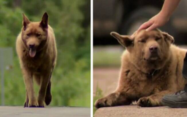 Bruno, o cachorro que anda 6 km todos os dias para dizer oi as pessoas da cidade