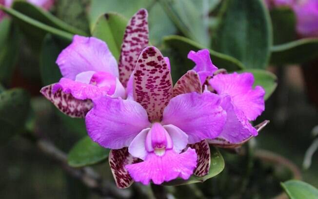 Orquídea da espécie Cattleya Pedra da Gávea