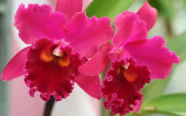 Orquídea da espécie Cattleya