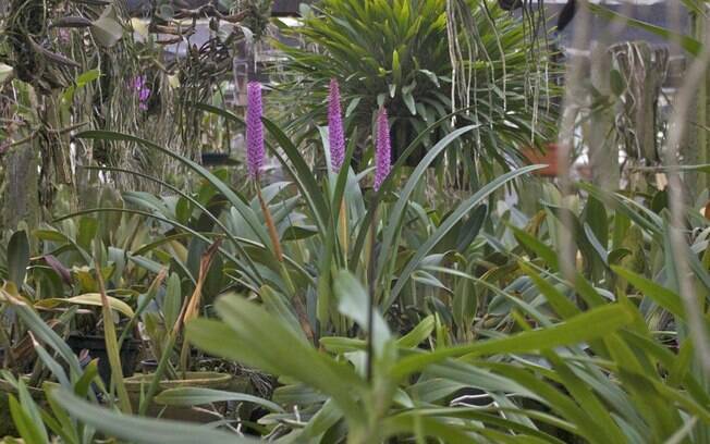 O orquidário de Denitiro Watanabe consegue proteger as plantas de insetos e do excesso da luz solar