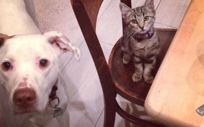 Happy e os gatinhos