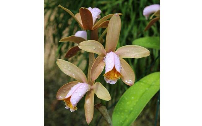 Orquídea da espécie Cattleya forbesii