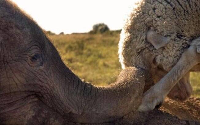 Elefante e ovelha, África do Sul: o filhote Themba (à esq.), que é órfão, e Albert se tornaram inseparáveis na reserva de Shamwari. Foto: Reprodução/Facebook