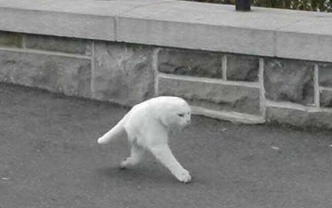 Esse gato branco ficou bizarro.