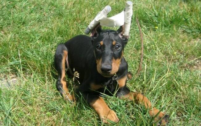 Cachorro da raça Doberman que sofreu a conchectomia Cachorro da raça Doberman que sofreu a conchectomia