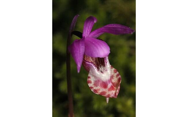 A delicada orquídea Calypso bulbosa, conhecida como ‘chinelo-de-fada’, tem origem russa e alcança apenas 14 cm de altura