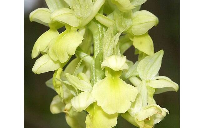 A terminação final do nome da orquídea Orchis pallens, originada na Alemanha, vem do latim e significa ‘ausência de cor’
