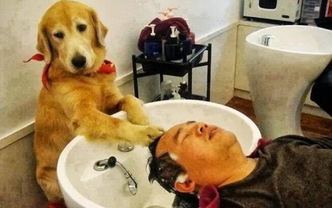 Cachorro agindo como cabeleireiro.