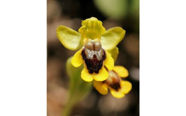 A orquídea espanhola Ophrys lutea cresce em sol pleno e locais de solo calcário, pastos ou bosques