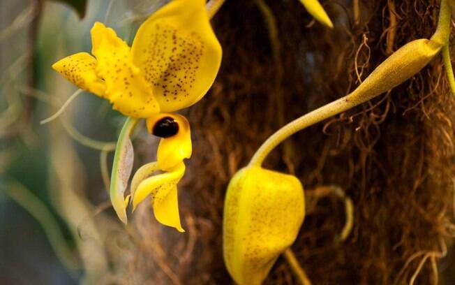 A orquídea da espécie Stanhopea-wardii é rara e tem formato semelhante ao de um passarinho