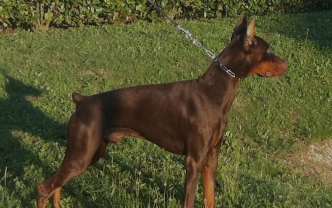 A caudectomia é o ato de amputar a cauda dos cães A caudectomia é o ato de amputar a cauda dos cães