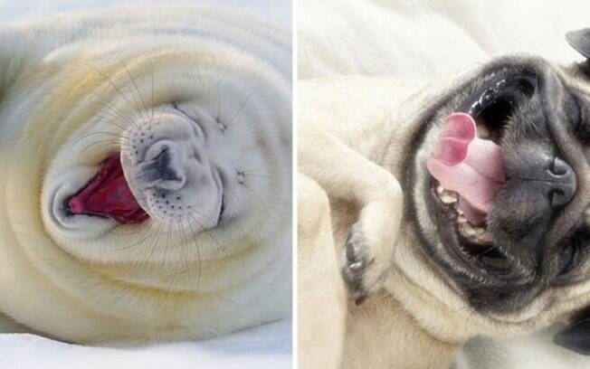 Uma foca e um cachorro caindo na gargalhada.