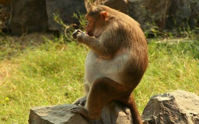 Uma macaquinha esperando seu bebê.