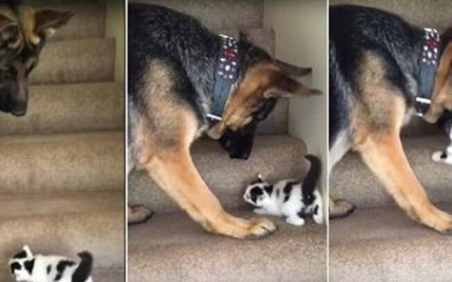 Fofura do dia: Esse cachorro ajudando o gatinho.