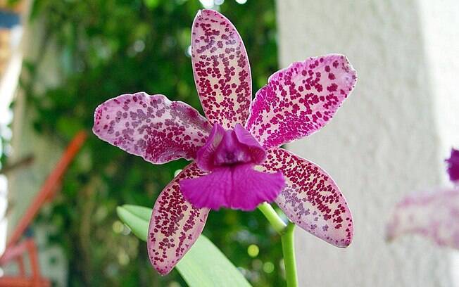 Uma orquídea carioca até no nome: Cattleya Pedra da Gávea