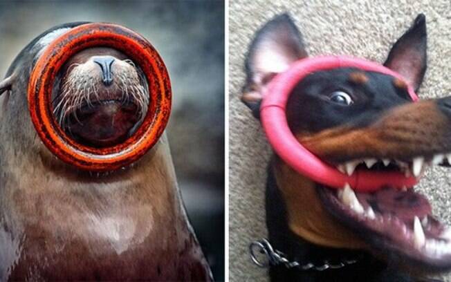 Foca e cachorro segurando aro com a boca.