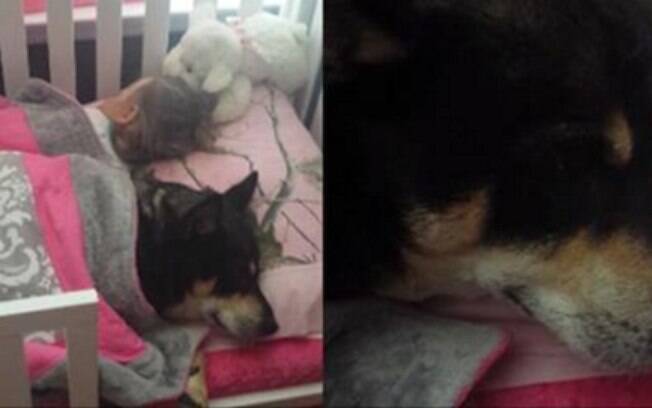 O cachorro Raven dormindo confortavelmente no berço com o bebê.