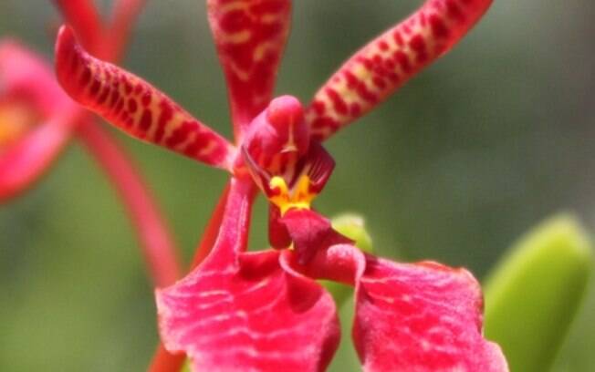 No detalhe, a orquídea da espécie Renthara Coccínea