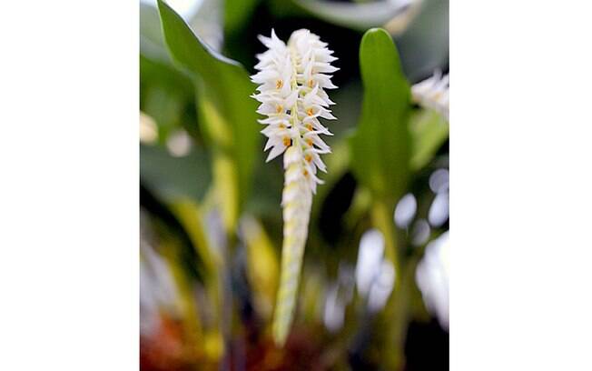Orquídea da espécie Dendrochilum glumaceum