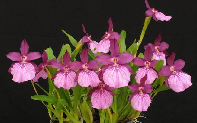 Orquídea da espécie Miltonia spectabilis moreliana