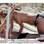 Kate Moss faz topless ao lado do marido Jamie Hince, na Ilha de Formentera, na Espanha. Foto: Reprodução/The Sun