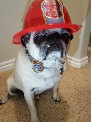 Jaxson se tornou um pug heóri
