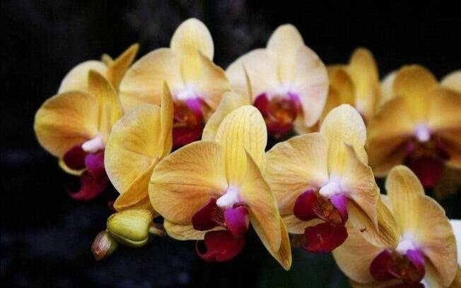 Orquídea da espécie Phalaenopsis