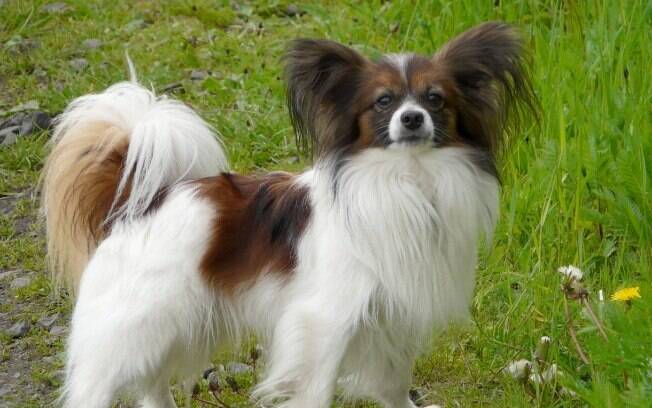 O Papillon é um dos poucos cachorros de pequeno porte que está entre os mais inteligentes 