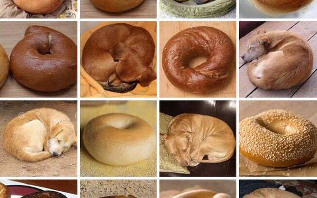 Cachorro ou rosquinha