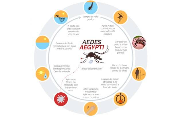 Ciclo do Aedes aegypti