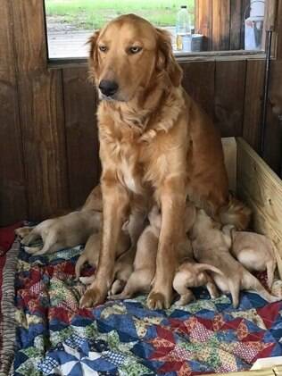 Olha a cara dessa cachorra super empolgada por ser mãe.