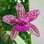 Orquídea Cattleya Pedra-da-Gávea. Foto: Divulgação