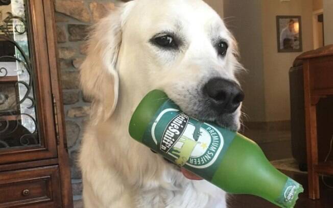 Filhote de Golden Retriever ataca objetos