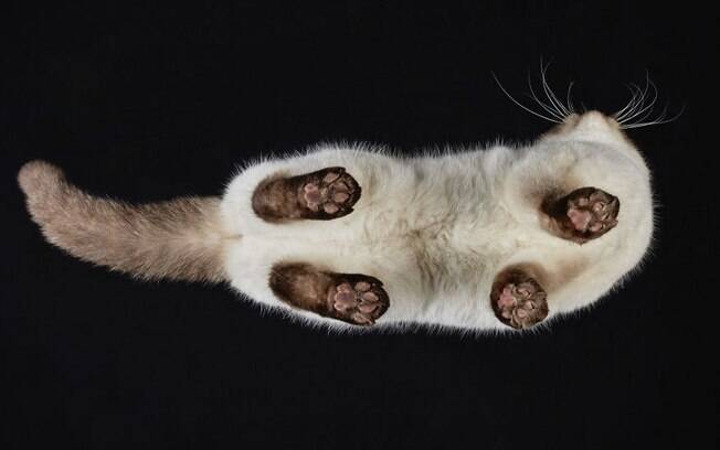 Gato