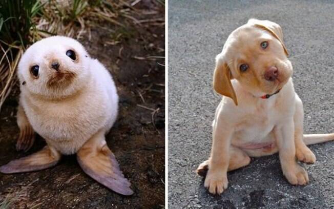 Uma foca e um cachorro que parecem estar bem confusos.