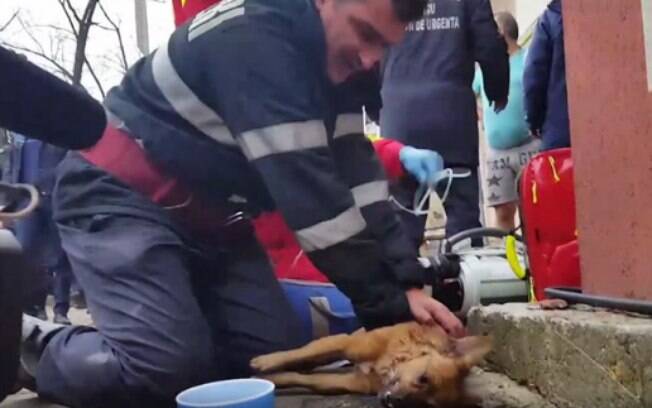 O bombeiro Costache Mugurel salvou a vida cachorro O bombeiro Costache Mugurel salvou a vida cachorro