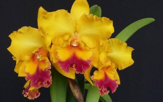 Orquídea da espécie Blc. Golden Dunes 'Mirage'