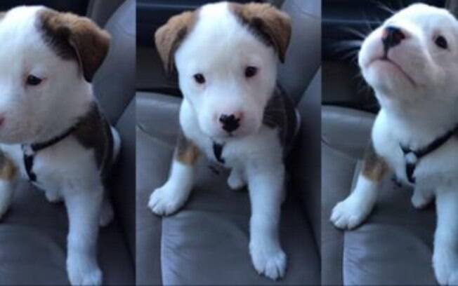Filhote de cachorro começa a soluçar e não tem a menor ideia de onde vem o soluço.