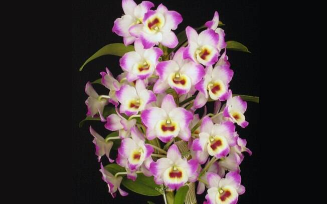 Orquídea da espécie Dendrobium Second Lover 'Little Kiss' 