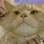 O gato é da raça Maine Coon, uma das maiores entre os gatos domésticos. Foto: BBC Brasil