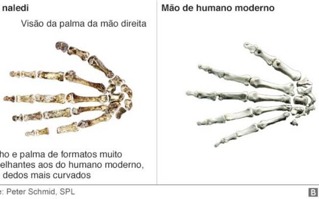Esqueleto da mão do Homo naledi e do homem moderno