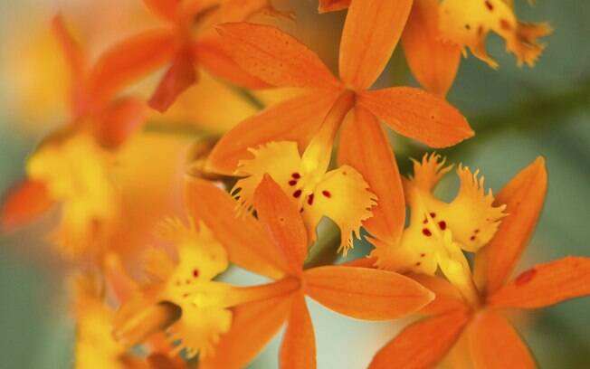 Orquídeas exercem um fascínio quase místico nos amantes de jardinagem