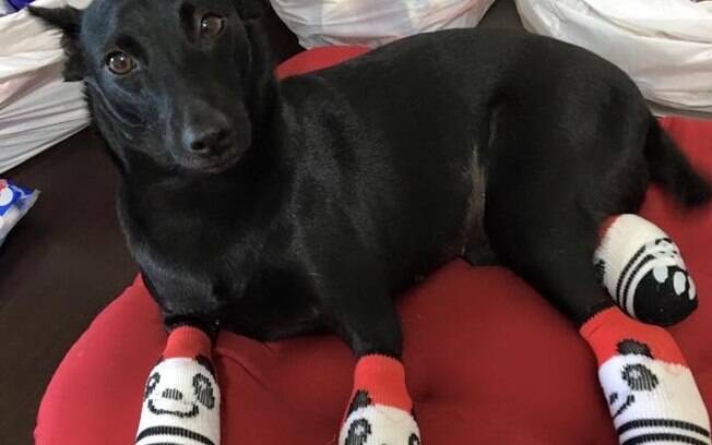 A cadela Elsa com suas meias de panda.