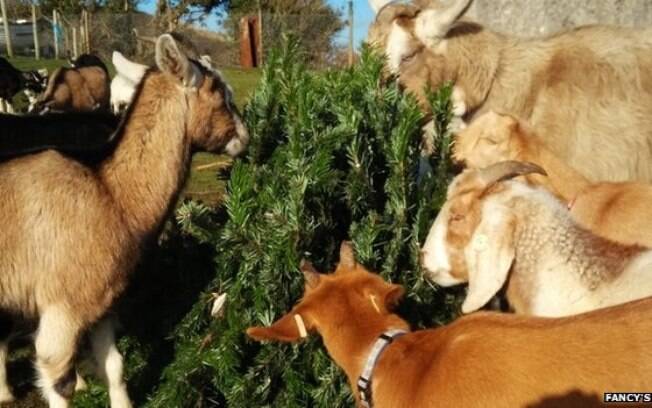 Animais arrancam folhagem das árvores