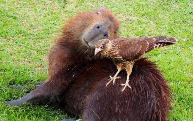 Uma capivara num love gostosinho com uma espécie de pássaro.