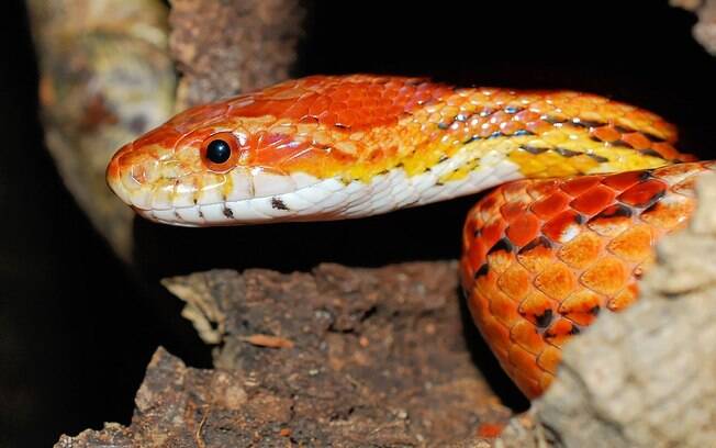 A cobra do milho é muito tranquila 