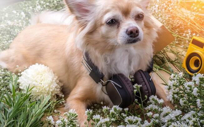 Até animais podem se beneficiar de músicas relaxantes