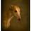 Em algumas fotos, como a do cão Powder, todos os objetos são retirados do ambiente para o foco ficar apenas no animal . Foto: Andrew Pinkham