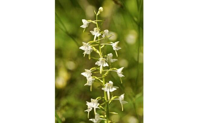 Encontrada na Croácia, a espécie Platanthera chlorantha tem flores branco-esverdeadas e perfume de baunilha