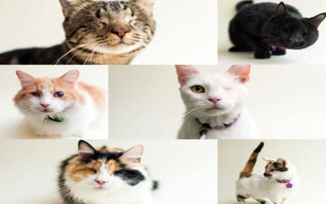 Gatos cegos são fotografados pra um tocante ensaio sobre adoção